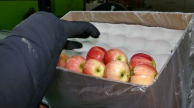 Workers Sort and Packing Ripe Apples ; Apple processing factory, workers in gloves sort and packing apples. Industrial production facilities in food industry.