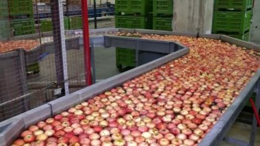 Apples in the Processing Plant ; Apple Washing and Transportation in Water Line in Food Industry. Postharvest Apple Processing Plant.