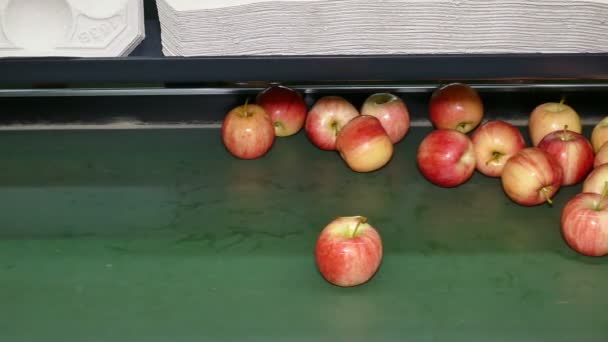 Fresh Apples Moving Conveyor Belt Fresh Apple Fruits Conveyor Packing — Stok Video