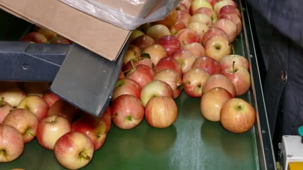 Sorting Harvested Ripe Apples Apple Processing Factory Workers Gloves Sort — Vídeo de stock