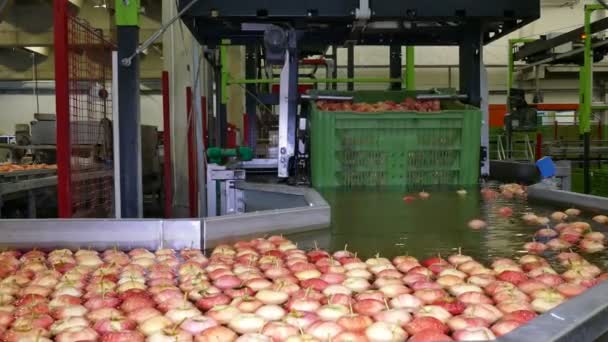 Washing Apples Fruit Processing Factory Apple Washing Transportation Water Line — Stok video