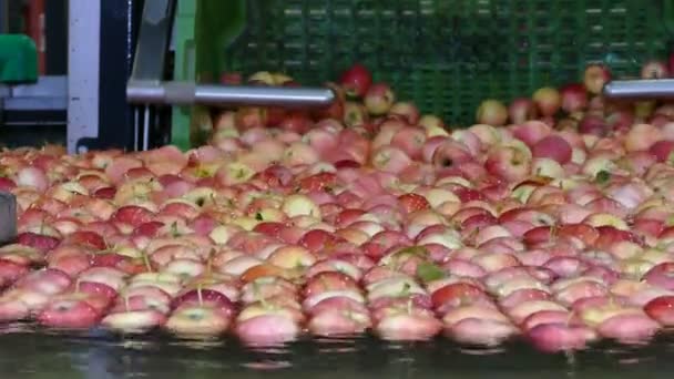 在食品工业中 苹果是通过水路 苹果清洗和水路运输的 最先进的苹果加工厂 — 图库视频影像