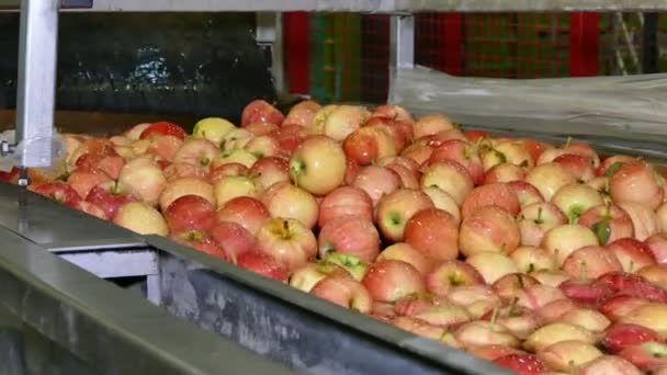 Ausrüstung Zur Verarbeitung Der Apfelfrüchte Apfelwäsche Und Transport Der Wasserleitung — Stockvideo