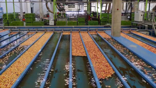 Enormes Piscinas Lavado Manzanas Lavado Transporte Manzanas Línea Agua Industria — Vídeos de Stock