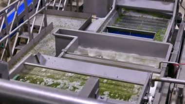 Yeşil Bezelye İşleme Fabrikası Ekipmanları; Taze toplanmış taze bezelyeleri yıkama ve işleme hattı