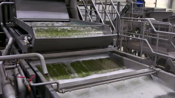 Guisantes Verdes Planta Procesamiento Alimentos Línea Para Lavar Procesar Guisantes — Vídeos de Stock
