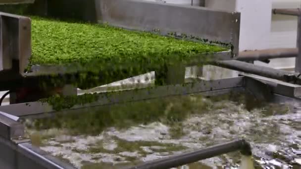 缶詰の野菜の生産のための植物緑のエンドウ豆の加工 新鮮な収穫した緑のエンドウ豆を洗浄し 処理するためのライン — ストック動画