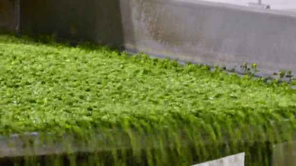 緑のエンドウ豆生産の作業プロセス 食品加工工場でのエンドウ豆の工業生産 食品工場での加工用コンベア上でエンドウ豆の穀物を輸送 — ストック動画