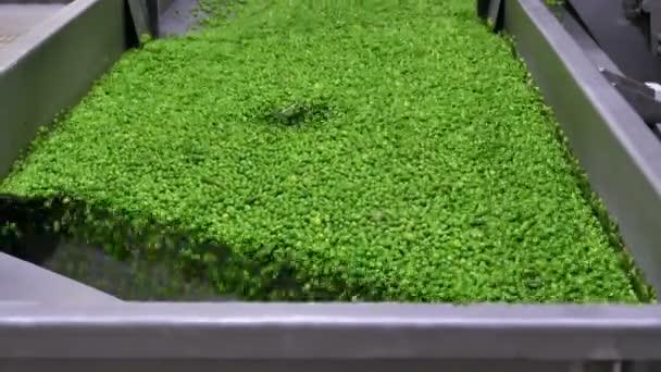 Green Peas While Moving Transporter Belt Industriële Productie Van Erwten — Stockvideo