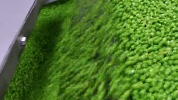 冷凍野菜産業における緑のエンドウ豆の加工 食品加工工場におけるエンドウ豆の工業生産 食品工場での加工用コンベア上でエンドウ豆の穀物を輸送 — ストック動画