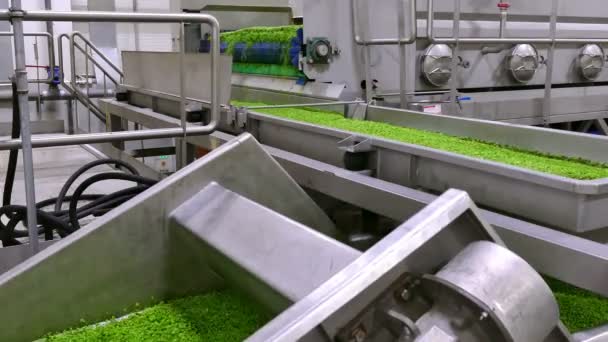 Fabryka Produkcji Pakowania Grochu Mrożonego Przemysłowa Produkcja Grochu Zielonego Zakładzie — Wideo stockowe