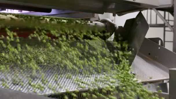食品加工工場のコンベア上の緑のエンドウ豆 食品加工工場のエンドウ豆の工業生産 食品工場での加工用コンベア上でエンドウ豆の穀物を輸送 — ストック動画