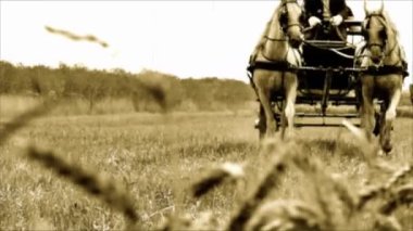 Eski Film Siyah ve Beyaz Bir Arabacı İki Atlı At Arabası Sürüyor