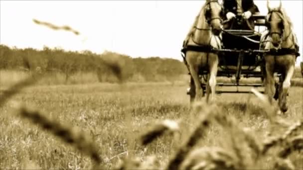 Oude Film Zwart Wit Een Koetsier Rijdt Een Twee Paard — Stockvideo