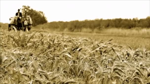 Stary Film Czarno Biały Przewóz Przeprowadzka Wzdłuż Dusty Feld Road — Wideo stockowe