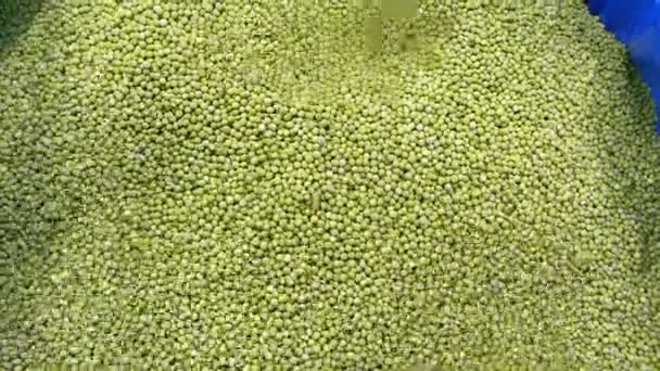 Frozen Peas Vegetable Processing Plant Factory Transportation Unpacked Frozen Peas — Stock Video