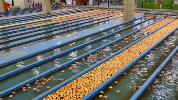 Басейни Миття Зібраних Яблук Миття Транспортування Яблук Водяній Лінії Харчовій — стокове відео