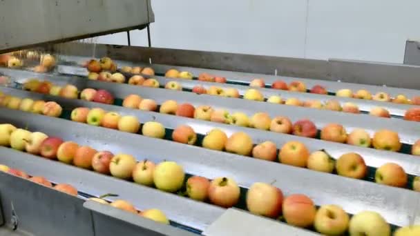 Línea Calibración Apple Poscosecha Planta Procesamiento Apple — Vídeo de stock