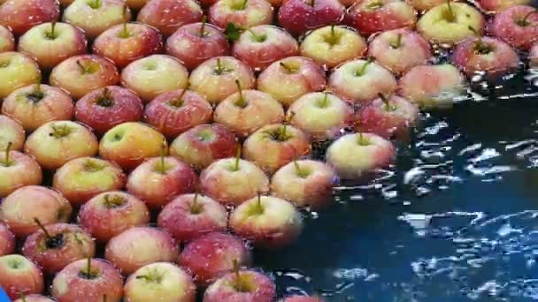 Кращі Вибрані Яблука Післязбиральний Завод Переробки Яблук — стокове відео