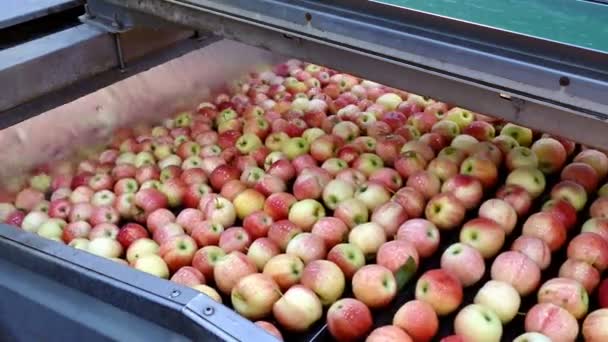 Çiftlikten Taze Toplanmış Elmalar Yeni Elma Şleme Tesisi — Stok video