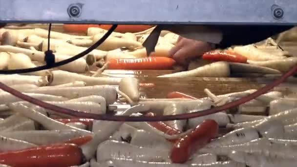 Washing Sorting Fresh Carrots Parsley Manual Workers Sort Carrots Parsley — Stock Video