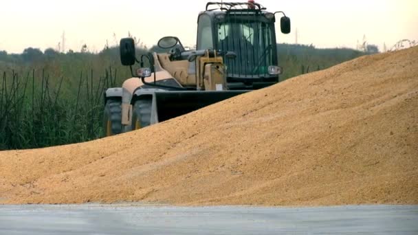 Big Heap Grain Corn Magazzino Secchio Caricatore Escavatore Carico Grano — Video Stock