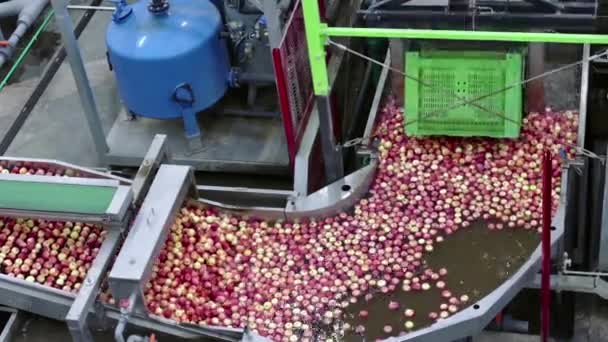 Pazar Için Taze Toplanmış Elmalar Fabrikada Toplanmış Elmaların Işlenmesi — Stok video