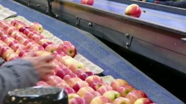 Pazar için taze toplanmış elmalar; Fabrikada toplanmış elmaların işlenmesi