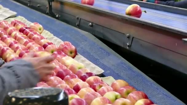 Свіжовибрані Яблука Готові Ринку Переробка Зібраних Яблук Заводі — стокове відео