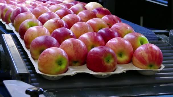 Nyplockade Äpplen Redo För Marknaden Bearbetning Skördade Äpplen Fabriken — Stockvideo