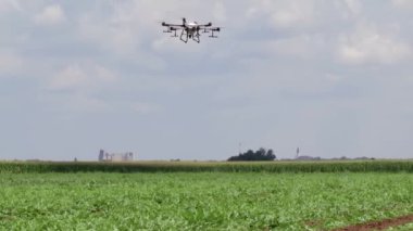 Tarlada geniş bir Dörtlü helikopter, bir dron kullanarak yabani otlara karşı mahsul serpiştiriyor.