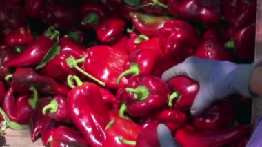 Yığındaki Taze Biberler; Çiftçi pazara biber hazırlıyor