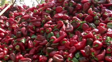 Yığındaki Taze Kırmızı Biberler: Çiftçi yığında çiğ biber topluyor