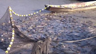 Tatlı su gölünde balıkçılık endüstrisi ticari bir gölde sazan balığı avı