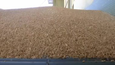 Buğday Silo 'da; hasattan sonra traktör römorkunun zemin deposunda buğday boşaltımı