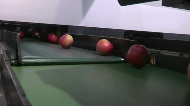 Üretim Sürecinde Taze Elmalar; Taşımacıda Taze Elma Meyveleri. Dağıtım Merkezi 'nde Paketleme Hattı