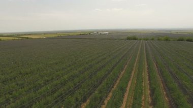Bitmek bilmeyen elma bahçeleri, hasat öncesi bir elma bahçesinin havadan çekilmiş görüntüleri.
