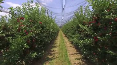 Elma bahçesinden geçiyor, elma bahçesinden geçiyor.