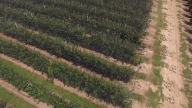 Elma bahçesinin havadan görünüşü; hasat öncesi bir elma bahçesinin havadan görüntüsü