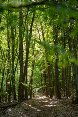 Ormanın güzel manzarası