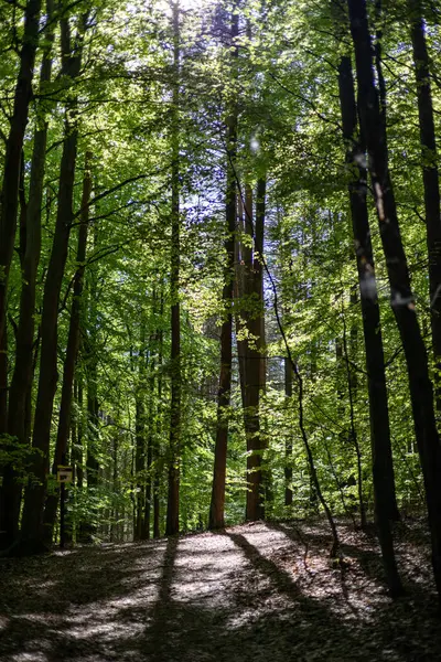 Ağaçları olan güzel yeşil orman