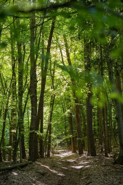 Ormanın güzel manzarası