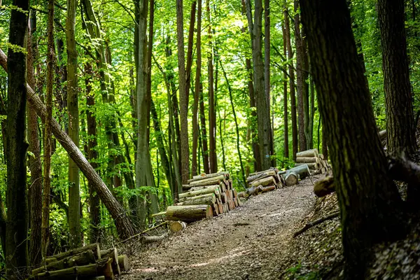 Ormanın güzel manzarası