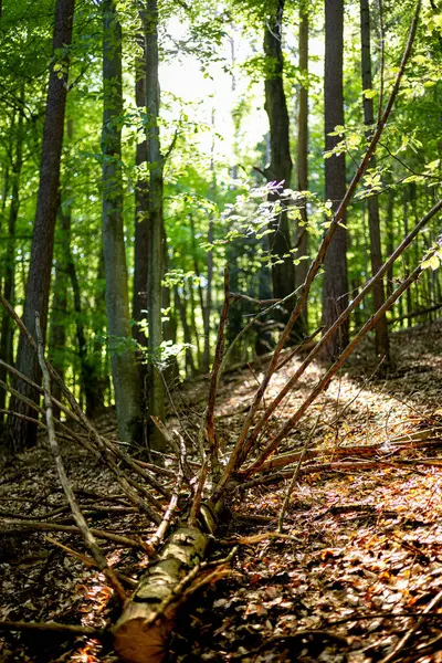 Sonbahar ormanı Sabah güneşinde