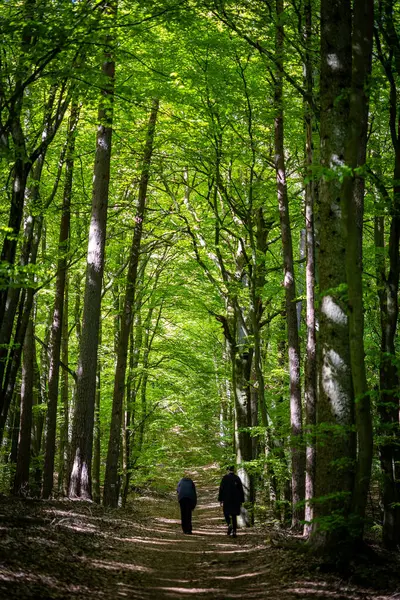 Ormandaki yeşil ağaçların arasında yürüyen genç çift.