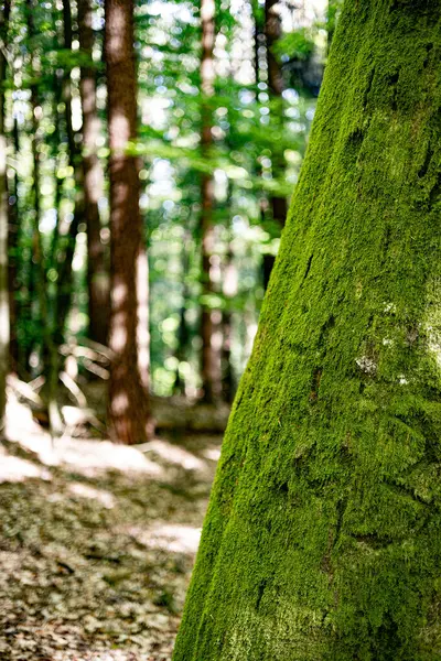 Ormandaki yeşil ağaç