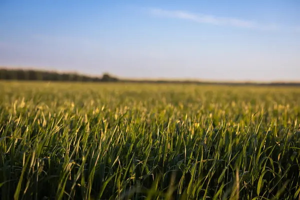 Yeşil alanlar ve mavi gökyüzü bulutlu.