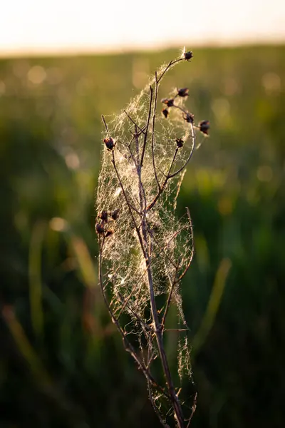 Yeşil alanlar ve mavi gökyüzü bulutlu.