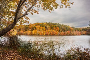 Sonbahar yeşillikleri ve renkler Kuzey Georgia parkında göl boyunca çıkar..