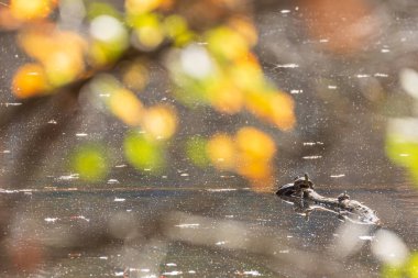 Aquatic turtles rest on a submerged log in a north Georgia lake with pretty fall foliage bokeh in foreground.